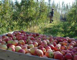 Reabrieron la frontera de Brasil para exportación de peras y manzanas