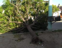Ráfagas de viento: Hubo ocho árboles caídos en Neuquén capital