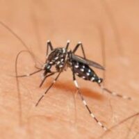 Salud realiza tareas de prevención del Dengue en Centenario