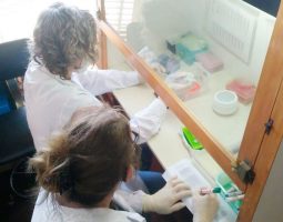 Covid-19: La ANMAT autorizó el uso de un kit de testeo desarrollado por el Conicet