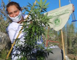 Les robaron cannabis para uso medicinal y piden acompañamiento del Estado