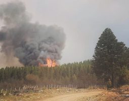 Incendios en Quillén: “Es una pérdida del patrimonio natural incalculable”