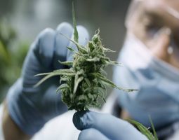 Cannabis CONICET: una empresa para la innovación en cannabis medicinal y cáñamo industrial
