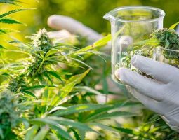 Argentina creó la Agencia Regulatoria de la Industria del Cáñamo y del Cannabis Medicinal