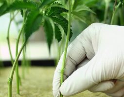 Cosechan las primeras plantas de cannabis para uso medicinal en Río Negro