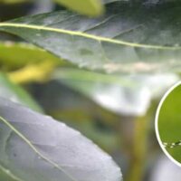 Desarrollan un potencial antiviral de la yerba mate para combatir el dengue